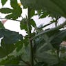 ケナフ (Hibiscus cannabinus)-i