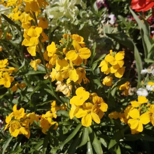 Western wallflower (Erysimum asperum)-i