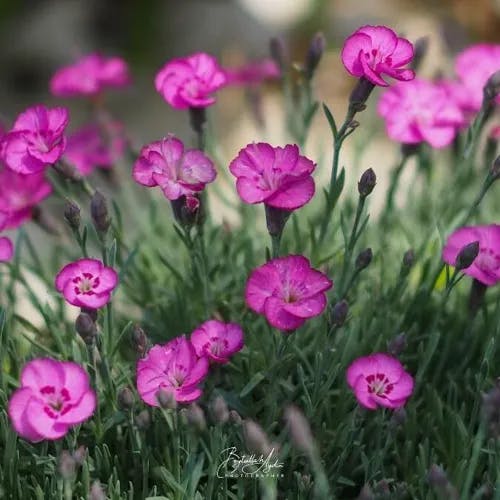 Cheddar pink (Dianthus gratianopolitanus)-i