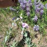 Large beardtongue (Penstemon grandiflorus)-i