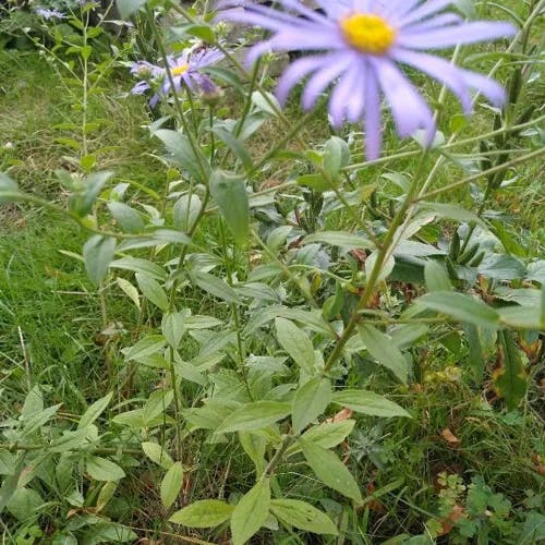 European michaelmas daisy (Aster amellus)-i