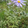 European michaelmas daisy (Aster amellus)-i