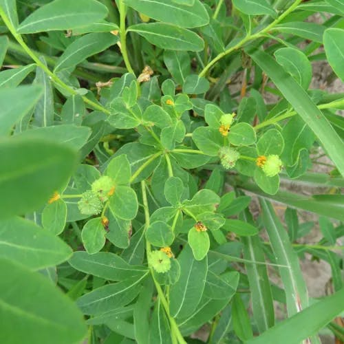 ノウルシ（野漆） (Euphorbia adenochlora)-i