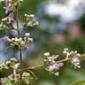 Chinese chastetree (Vitex negundo)-i