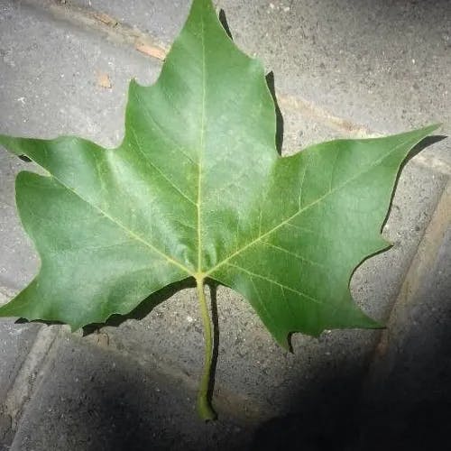 アメリカスズカケノキ（亜米利加鈴懸木） (Platanus occidentalis)-i