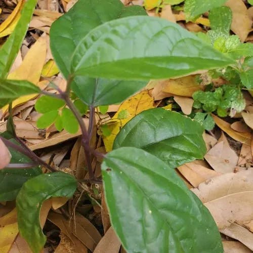 ゲンペイカズラ（源平葛） (Clerodendrum thomsoniae)-i