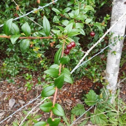 Chilean-guava (Ugni molinae)-i