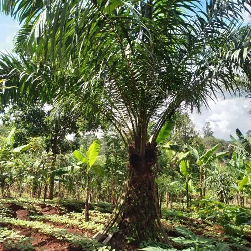 アブラヤシ（油椰子） (Elaeis guineensis)-i