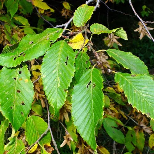 サワシバ（沢柴） (Carpinus cordata)-i