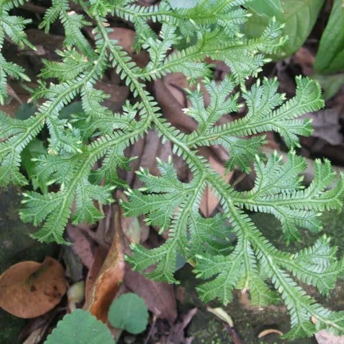 オニクラマゴケ（鬼胡麻苔） (Selaginella doederleinii)-i