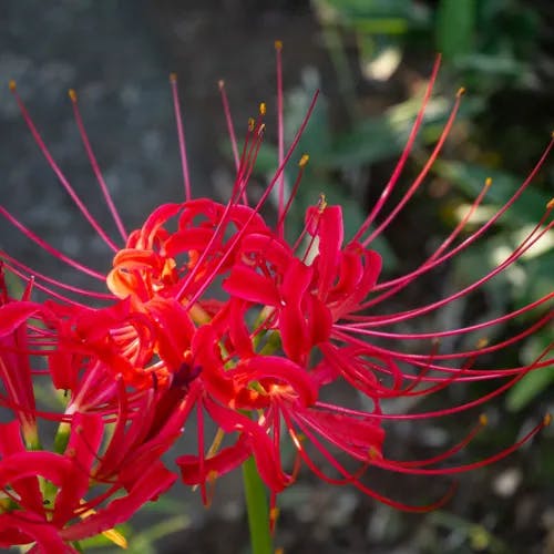 ヒガンバナ（彼岸花） (Lycoris radiata)-i