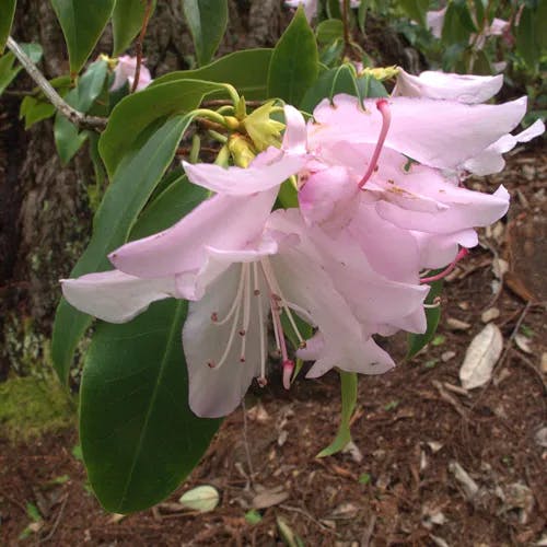 セイシカ（聖紫花） (Rhododendron latoucheae)-i