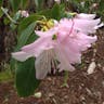 セイシカ（聖紫花） (Rhododendron latoucheae)-i