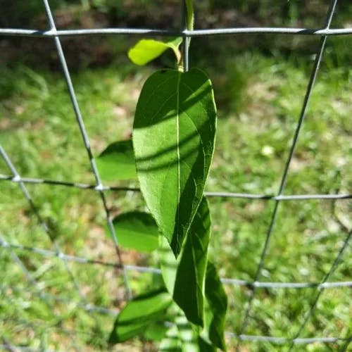 ツリガネカズラ（釣鐘蔓） (Bignonia capreolata)-i