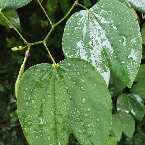 ムラサキソシンカ（紫蘇芯花） (Bauhinia purpurea)-i