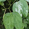 ムラサキソシンカ（紫蘇芯花） (Bauhinia purpurea)-i