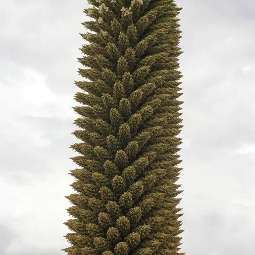Queen of the andes (Puya raimondii)-i