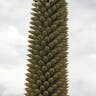 Queen of the andes (Puya raimondii)-i