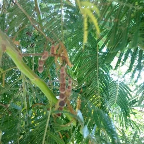 モリシマアカシア (Acacia mearnsii)-i