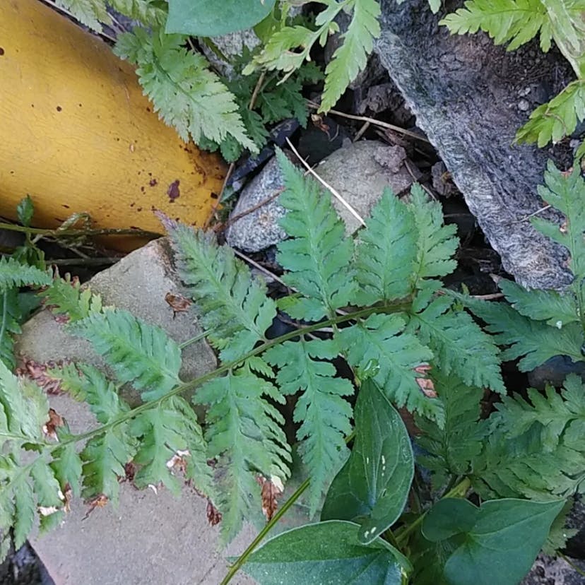 シラネワラビ（白根蕨） (Dryopteris expansa)-i