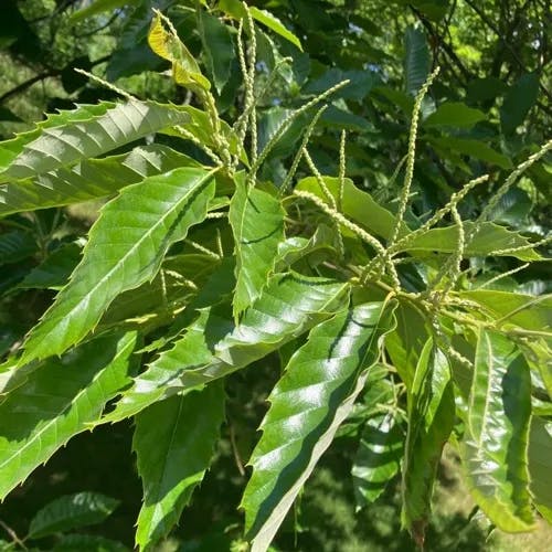 シナグリ（支那栗） (Castanea mollissima)-i