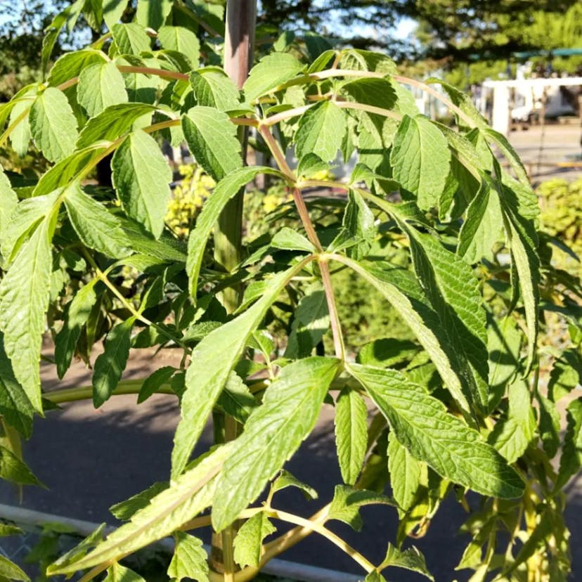 Tree dahlia (Dahlia imperialis)-i