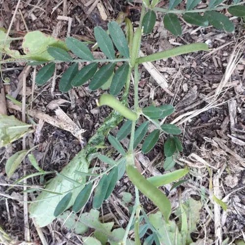Common vetch (Vicia sativa)-i