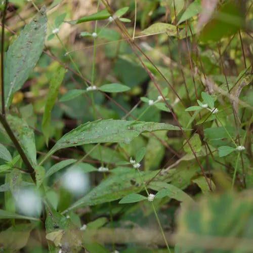 ヌマダイコン（沼大根） (Adenostemma lavenia)-i