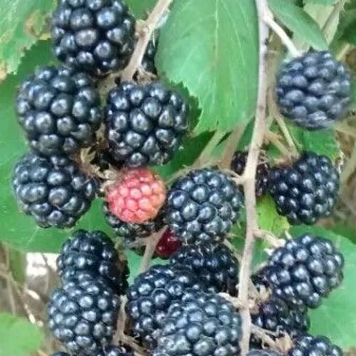 Elm-leaf blackberry (Rubus ulmifolius)-i