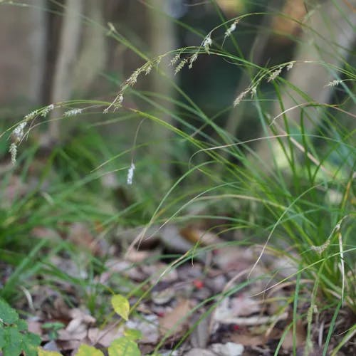 ナキリスゲ（菜切菅） (Carex lenta)-i