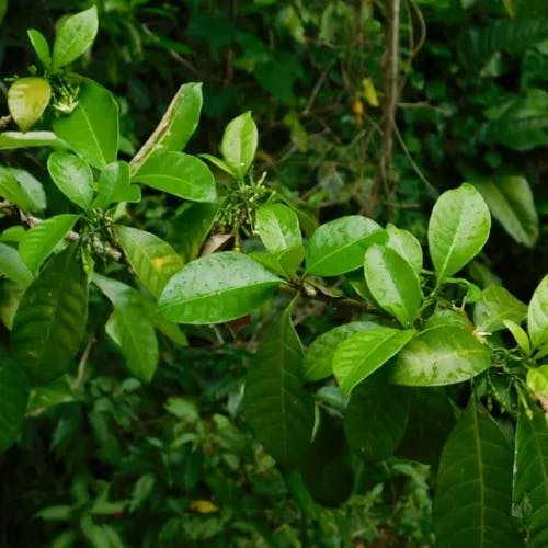 Milkwood (Tabernaemontana citrifolia)-i