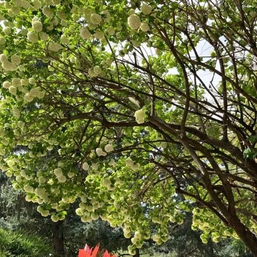 Chinese snowball (Viburnum macrocephalum)-i