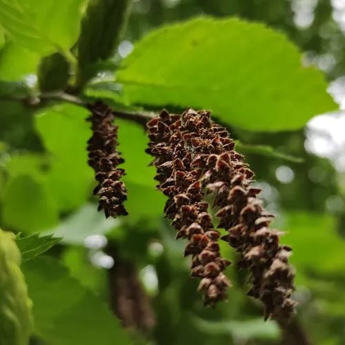 キハダカンバ (Betula alleghaniensis)-i