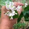 シイノキカズラ（椎の木葛） (Derris trifoliata)-i