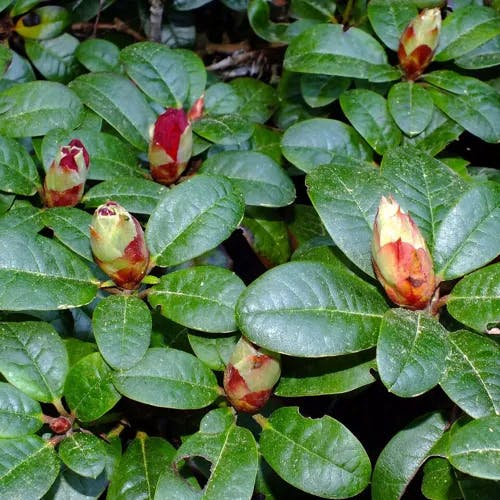 キバナシャクナゲ（黄花石楠花） (Rhododendron aureum)-i