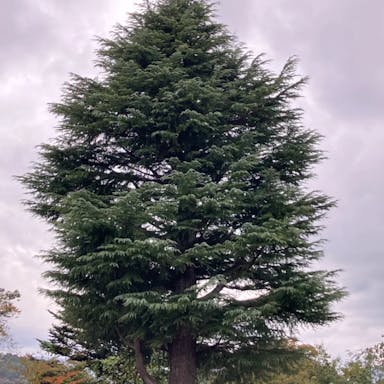 アトラスシーダー