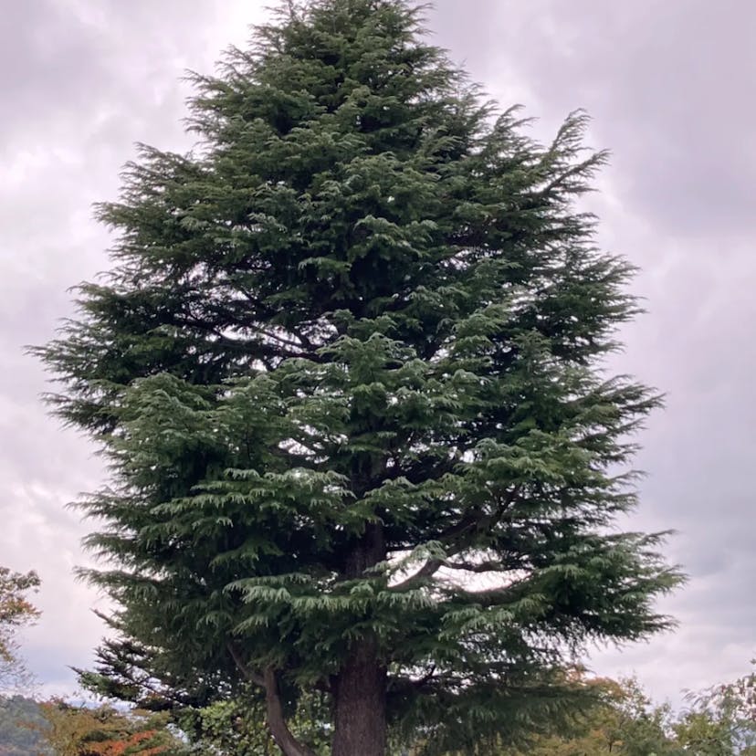 アトラスシーダー (Cedrus atlantica)-i