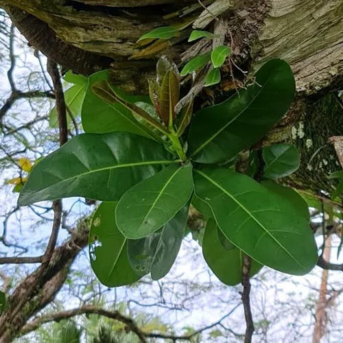 ゴバンノアシ（碁盤脚） (Barringtonia asiatica)-i