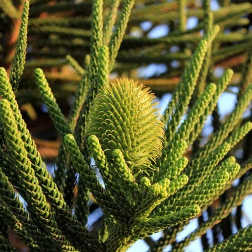 ノーフォークマツ（ノーフォーク松） (Araucaria heterophylla)-i