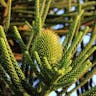 ノーフォークマツ（ノーフォーク松） (Araucaria heterophylla)-i