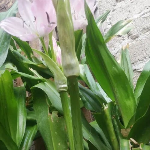 ホンアマリリス (Amaryllis belladonna)-i