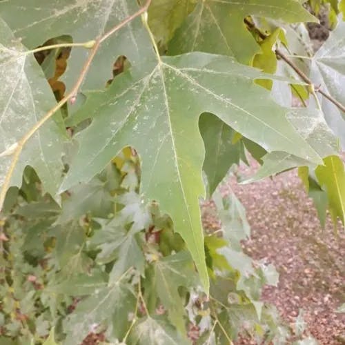 Oriental plane (Platanus orientalis)-i