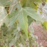 Oriental plane (Platanus orientalis)-i