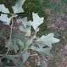 Bear oak (Quercus ilicifolia)-i