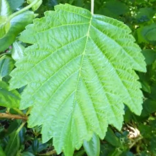 ヤマハンノキ（山榛木） (Alnus hirsuta)-i