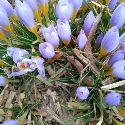 Early crocus (Crocus tommasinianus)-i