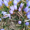 Early crocus (Crocus tommasinianus)-i