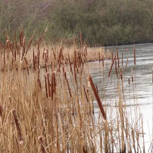 ホソバヒメガマ（細葉姫蒲） (Typha angustifolia)-i