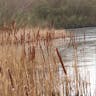 ホソバヒメガマ（細葉姫蒲） (Typha angustifolia)-i