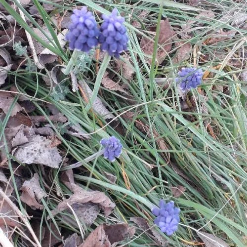 ムスカリ (Muscari neglectum)-i